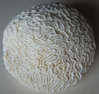 Mozkovník 119